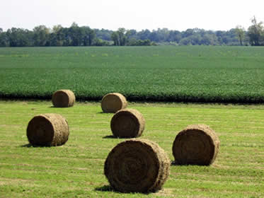 Agriculture