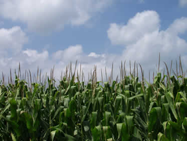 Corn field