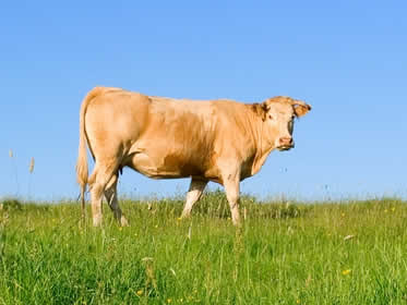 Cow in field