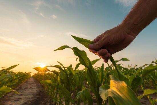 Farmer checking his corn field.